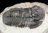 Bargain, Gerastos Trilobite Fossil - Morocco #52115-1